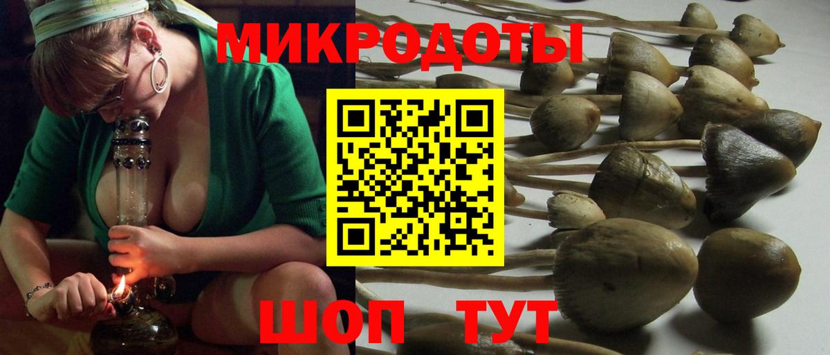 Галлюциногенные грибы Psilocybe Электрогорск